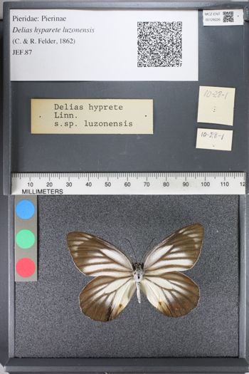 Media type: image;   Entomology 128226